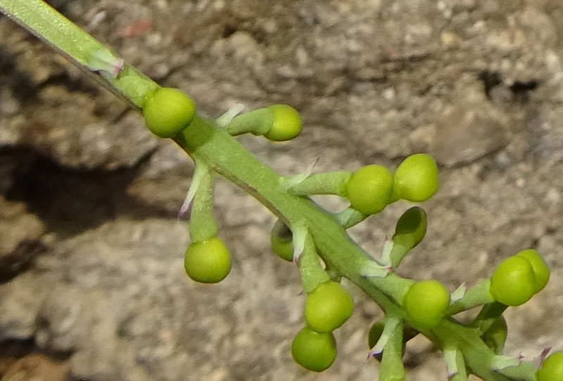 Fumaria officinalis subsp. officinalis / Fumaria comune